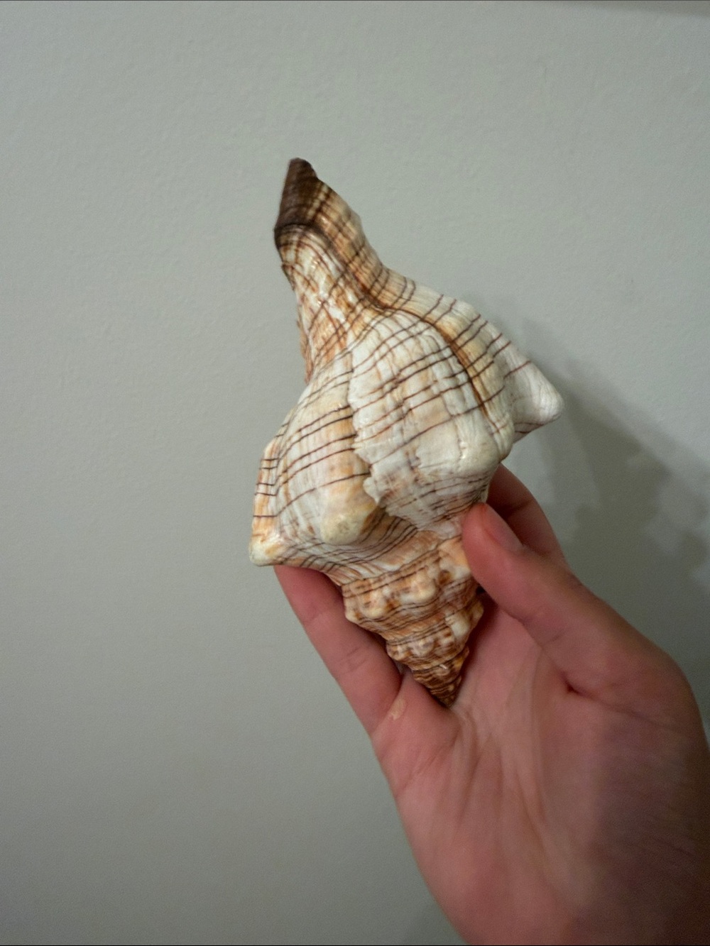 Natural Sea Conch Shell - Cream and Brown - Picture 2 of 5